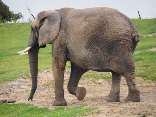 Pairi Daiza (Brugelette, Belgium)